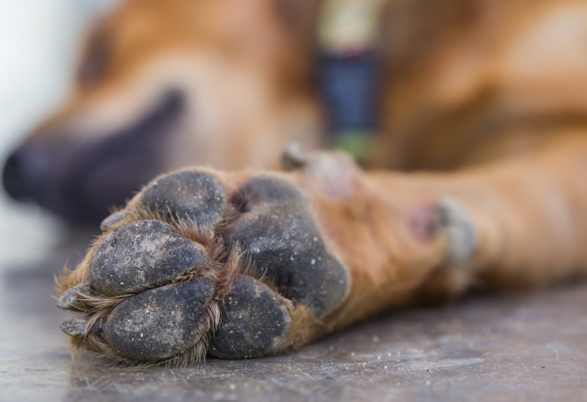 Les problèmes de coussinets chez le chien