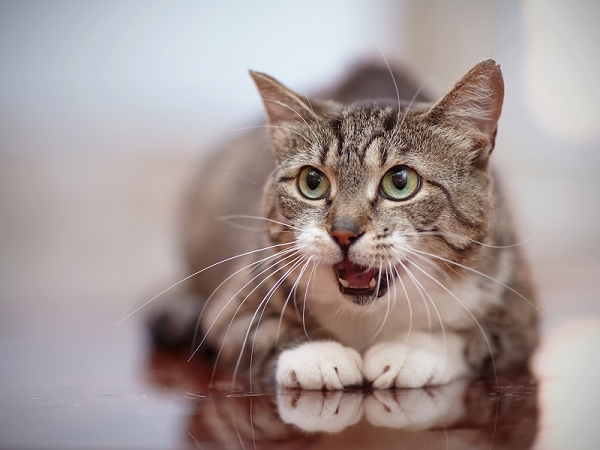 Les problèmes de griffes chez le chat