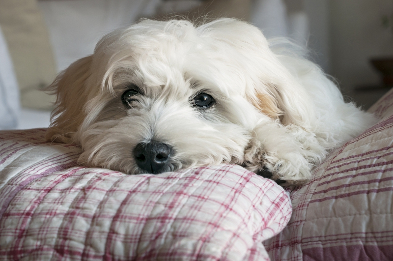 Mon chien déprime