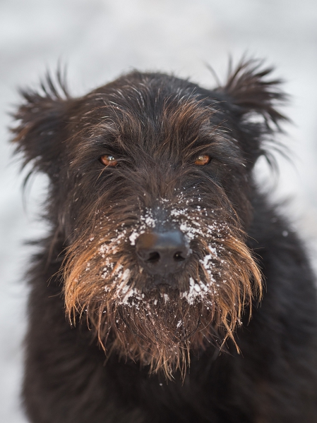 Mon chien et le froid