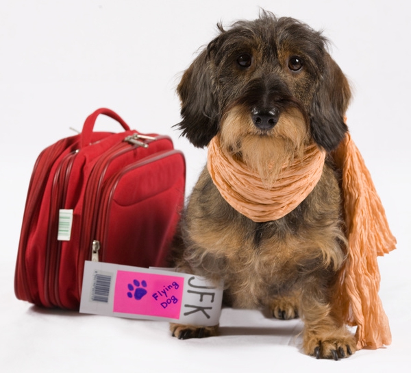 Prendre l’avion avec son chien