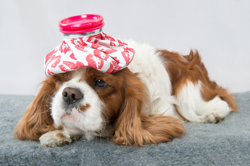 Une assurance santé pour mon chien