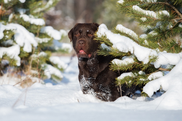 Aux sports d’hiver avec son chien