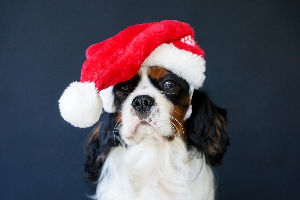 Liste de cadeaux de Noël pour chien - Le Blog de la boutique Oh