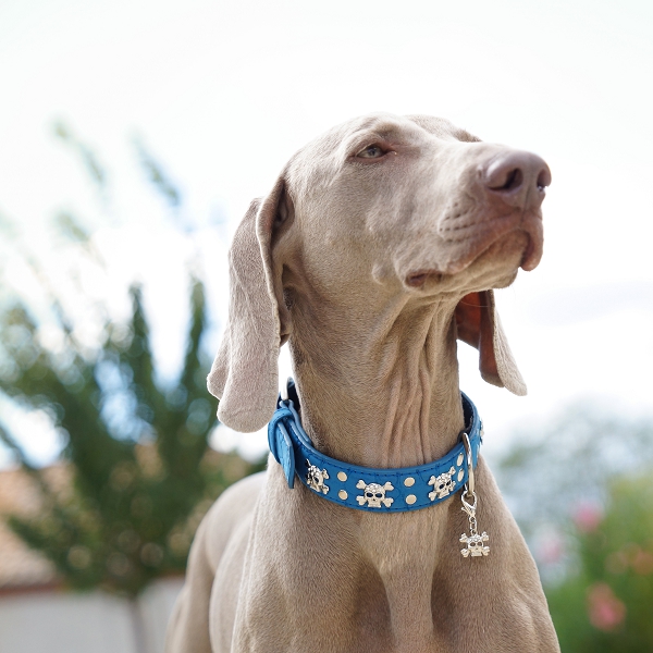 collier pour chien