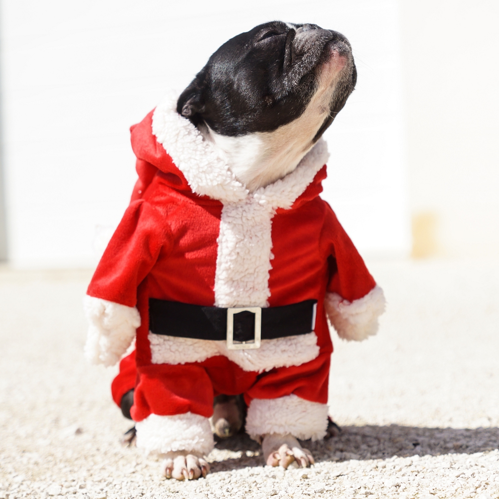 idée cadeau déguisement chien pere noel