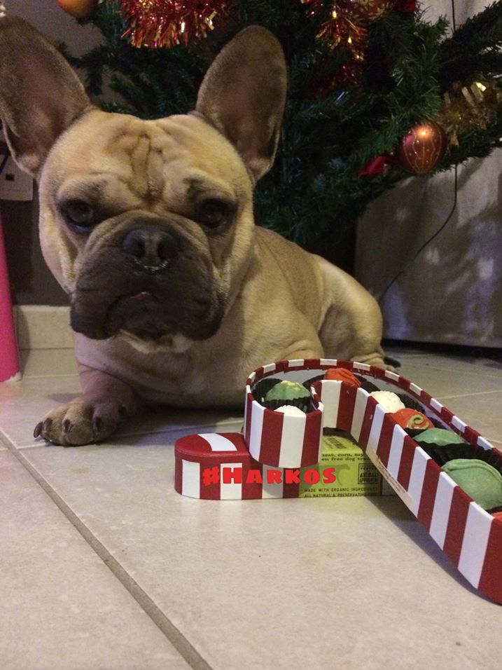 Biscuits pour chien spécial Noël