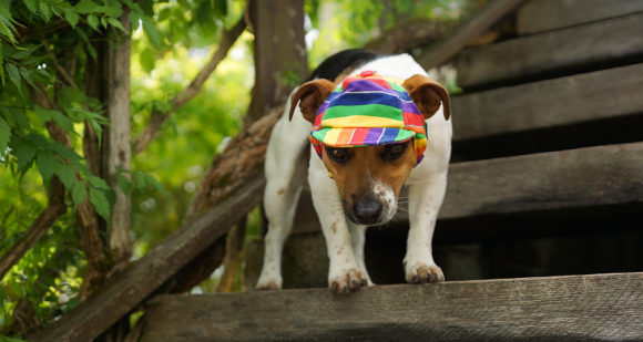 Casquette pour chien de la boutique Oh ! Pacha