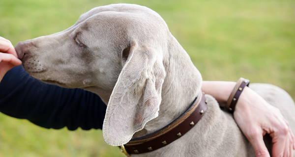 Duo bracelet et collier pour chien en cuir marron