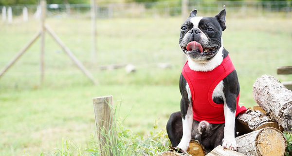 T-shirt pour chien personnalisable rouge