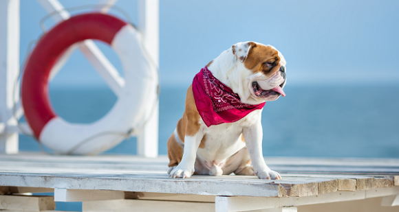 Jouets pour chien flottant