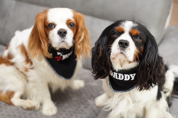 Bandanas pour chien