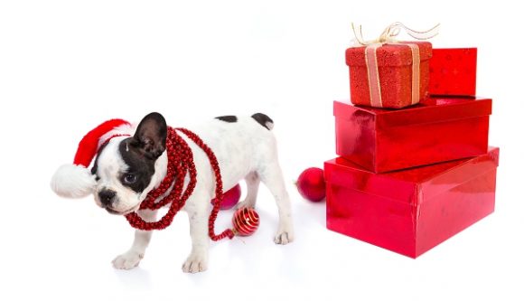 Cadeaux de Noël pour chien