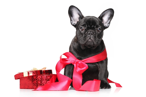 Liste de cadeaux de Noël pour chien