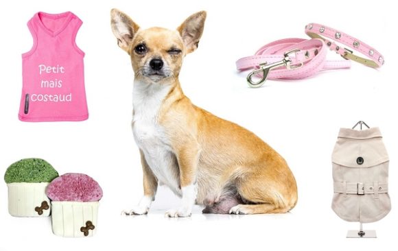 Vêtements et accessoires pour Chihuahua
