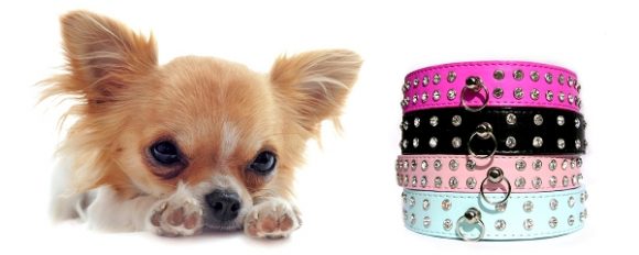 Plein feux sur les colliers pour chiens et chats