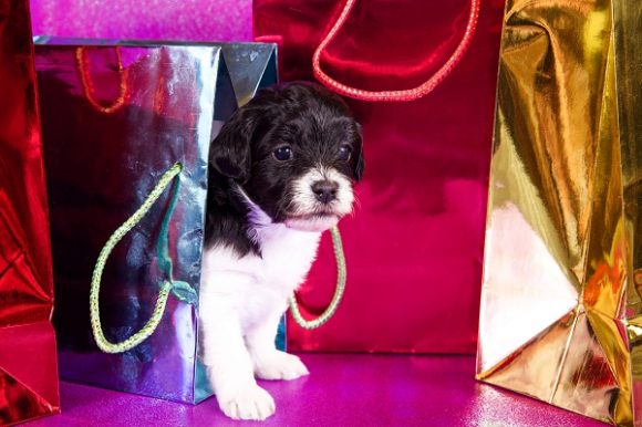 Accessoires de Noël pour chien et chat