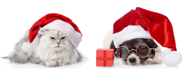 Accessoires de Noël pour chien et chat