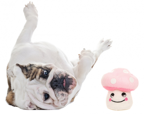 Peluches pour chien en vente chez Oh ! Pacha