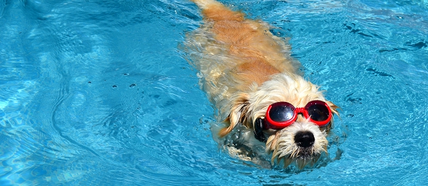 Accessoires pour chien Spécial Eté