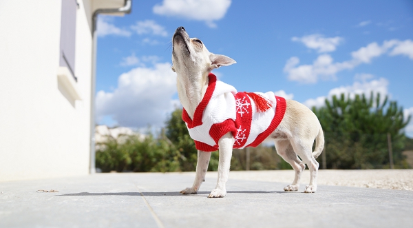 Pull pour chien petit ange