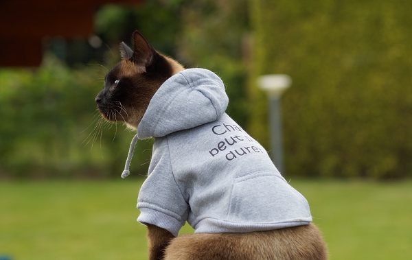 Sweats pour chat rigolos