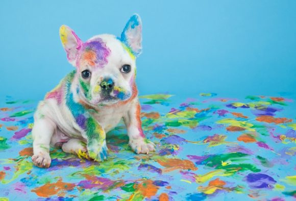 Vêtements et accessoires pour chien en bleu