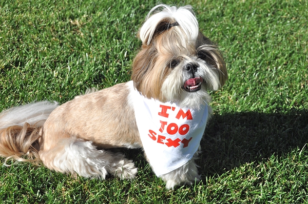 Bandanas pour chien