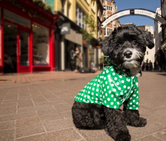 Imperméables pour chien