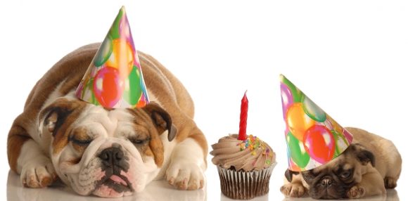 Biscuits pour chien Joyeux Anniversaire