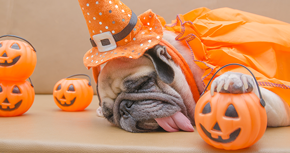 Biscuits pour chien Halloween