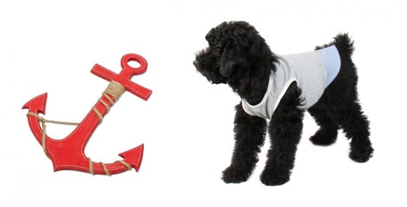 Quel harnais pour chien choisir ? - Le Blog de la boutique Oh ! Pacha