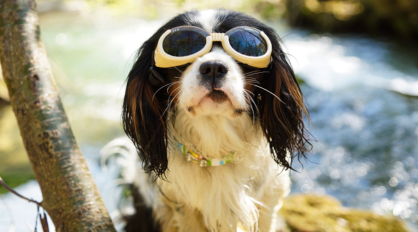 Lunettes pour chien