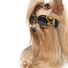 Lunettes pour chien