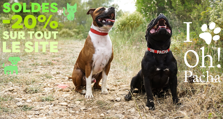 Collier pour chien - Oh ! Pacha