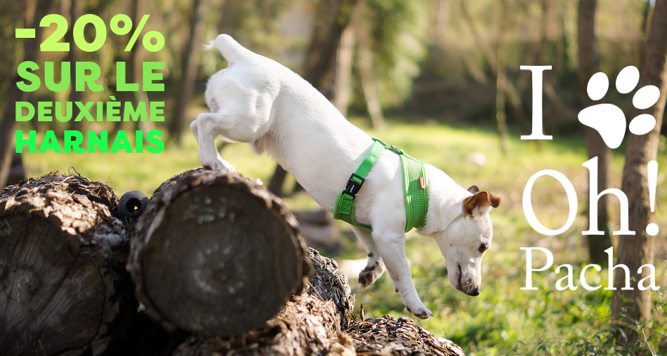 Harnais pour chien - Oh ! Pacha