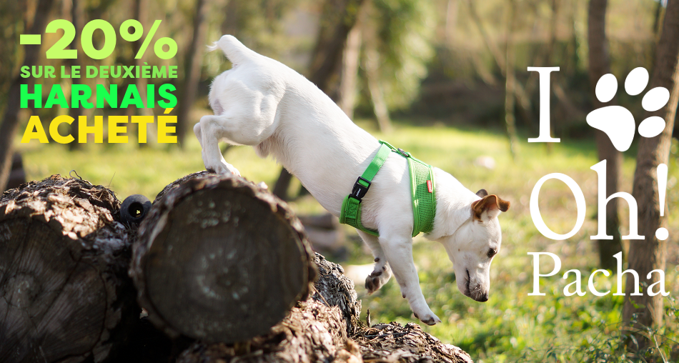 Harnais pour chien - Oh ! Pacha