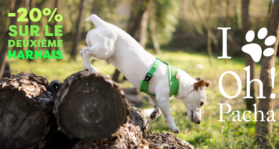 Harnais pour chien - Oh ! Pacha