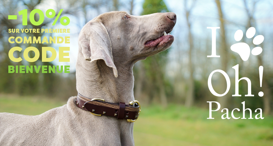 Collier pour chien - Oh ! Pacha