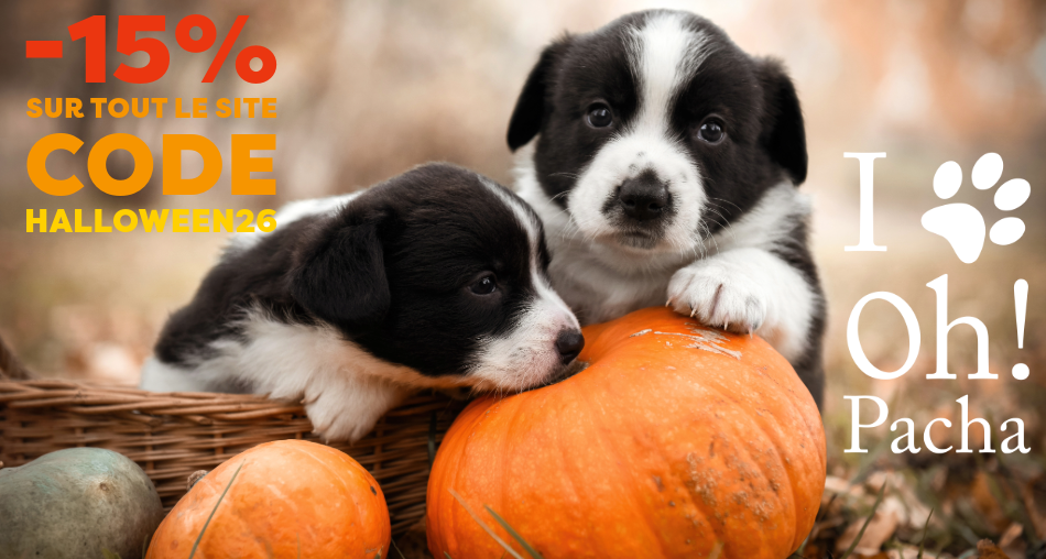 Jouets et biscuits d'Halloween pour chien et chat - Oh ! Pacha