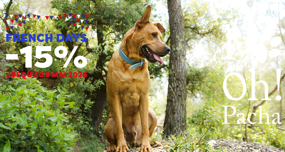 Collier pour gros chien - Oh ! Pacha