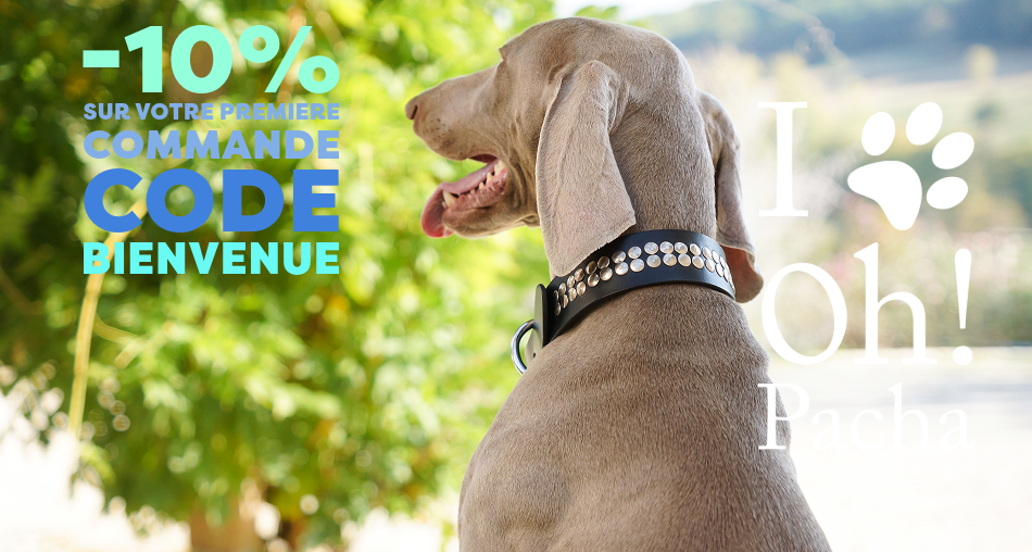  Collier pour gros chien Pasadena - Oh ! Pacha