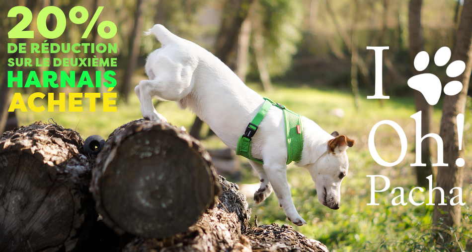 Harnais pour chien - Oh ! Pacha