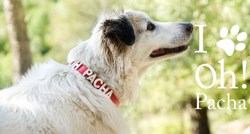 Collier pour chien à personnaliser rouge - Oh ! Pacha